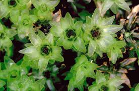 Attēlu rezultāti vaicājumam “Mnium hornum sporophyte”