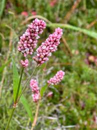 Attēlu rezultāti vaicājumam “Persicaria maculosa leaf”