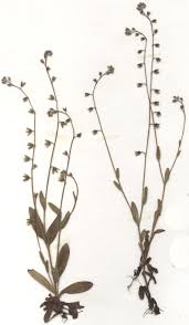 Attēlu rezultāti vaicājumam “Myosotis ramosissima”