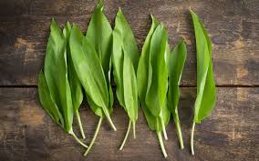 Attēlu rezultāti vaicājumam “Allium ursinum leaf”