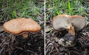 Attēlu rezultāti vaicājumam “Polyporus tuberaster”