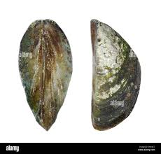 Attēlu rezultāti vaicājumam “Dreissena polymorpha”