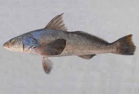 Image result for Menticirrhus americanus