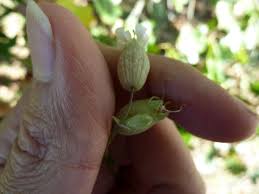 Attēlu rezultāti vaicājumam “Silene vulgaris bud”