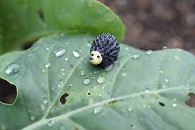 Attēlu rezultāti vaicājumam “Bryum funkii macro”