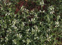Image result for Galeopsis segetum