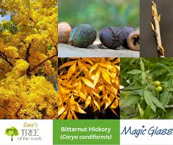 Attēlu rezultāti vaicājumam “Carya cordiformis”