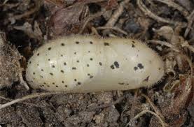 Attēlu rezultāti vaicājumam “Lycaena hippothoe underside”