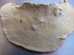 Attēlu rezultāti vaicājumam “Trametes gibbosa”