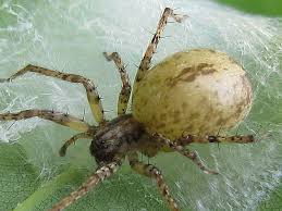 Attēlu rezultāti vaicājumam “Anyphaena accentuata”