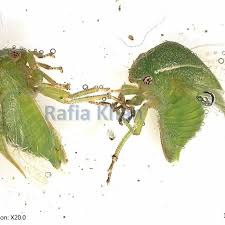 Attēlu rezultāti vaicājumam “Membracidae”