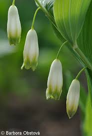 Attēlu rezultāti vaicājumam “Polygonatum odoratum bud”