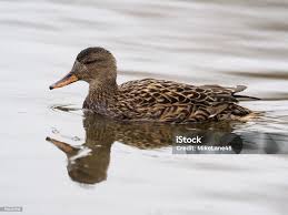 Attēlu rezultāti vaicājumam “Anas strepera female”