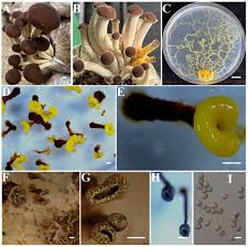 Attēlu rezultāti vaicājumam “Fuligo gyrosa”