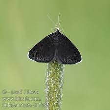 Attēlu rezultāti vaicājumam “Odezia atrata”