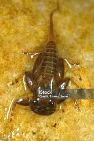 Attēlu rezultāti vaicājumam “Ephemeroptera larva”