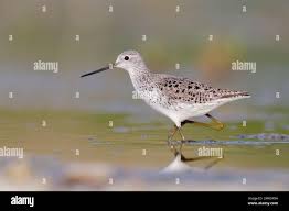 Attēlu rezultāti vaicājumam “Tringa stagnatilis adult”