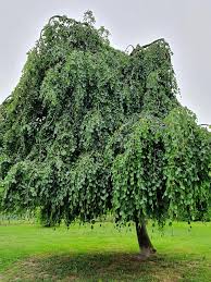 Attēlu rezultāti vaicājumam “Fagus sylvatica”