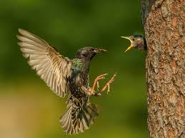 Attēlu rezultāti vaicājumam “Sturnus vulgaris male”