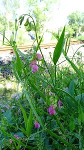 Attēlu rezultāti vaicājumam “Lathyrus sylvestris leaf”