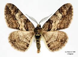 Attēlu rezultāti vaicājumam “Cleora cinctaria”