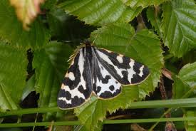 Attēlu rezultāti vaicājumam “Parasemia plantaginis male”