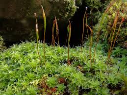 Attēlu rezultāti vaicājumam “Heterotrichia oerstedii (syn. Arcyria oerstedii) sessile”