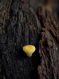 Attēlu rezultāti vaicājumam “Reticularia lycoperdon young”