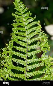 Attēlu rezultāti vaicājumam “Dryopteris cristata”