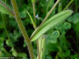 Attēlu rezultāti vaicājumam “Myosotis sparsiflora leaf”