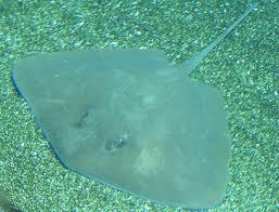 Image result for Bathytoshia brevicaudata