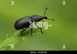 Attēlu rezultāti vaicājumam “Magdalis sp.”