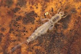 Attēlu rezultāti vaicājumam “Ephemera sp.”