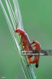 Attēlu rezultāti vaicājumam “Rhagonycha fulva”