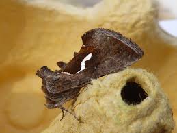 Attēlu rezultāti vaicājumam “Diachea muscorum macro”