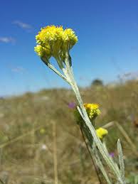 Attēlu rezultāti vaicājumam “Helichrysum arenarium flower”