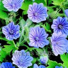 Attēlu rezultāti vaicājumam “Geranium bohemicum fruit”