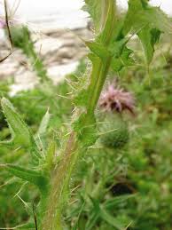 Attēlu rezultāti vaicājumam “Cirsium vulgare”