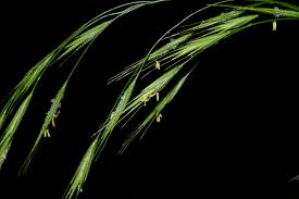 Attēlu rezultāti vaicājumam “Bromopsis benekenii”