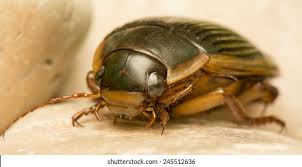 Attēlu rezultāti vaicājumam “Dytiscus dimidiatus”