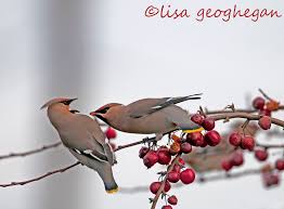 Attēlu rezultāti vaicājumam “Bombycilla garrulus adult”