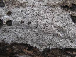 Attēlu rezultāti vaicājumam “Biscogniauxia marginata”