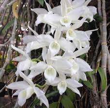 Attēlu rezultāti vaicājumam “Diderma montanum var. album stalked”