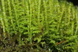 Attēlu rezultāti vaicājumam “Palustriella decipiens”