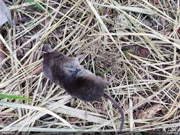 Attēlu rezultāti vaicājumam “Sorex sp.”