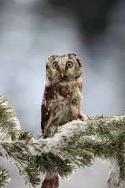 Attēlu rezultāti vaicājumam “Aegolius funereus adult”