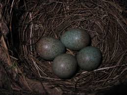 Attēlu rezultāti vaicājumam “Turdus merula eggs”
