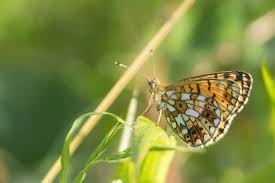 Attēlu rezultāti vaicājumam “Clossiana selene upperside”