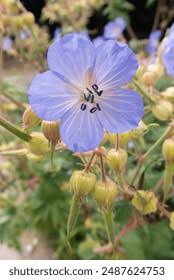 Attēlu rezultāti vaicājumam “Geranium bohemicum bud”