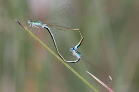 Attēlu rezultāti vaicājumam “Nehalennia speciosa”